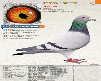 《33神鸽》PC版体验:战力飙升,你准备好了吗? 《33神鸽》PC版体验:战力飙升,你准备好了吗?