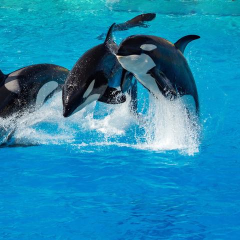 小动物之星测评：新战术体验，如何颠覆传统？