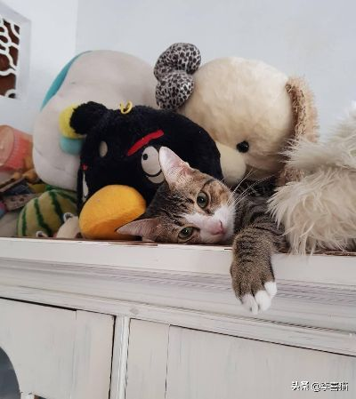 铲屎官必备!治愈养猫攻略,告别烦恼 铲屎官必备!治愈养猫攻略,告别烦恼