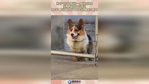 《野狗子》评测：7.0分，外山圭一郎精髓再现