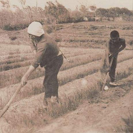 桃源记2独家秘籍：商人必看！优先购清单大揭秘！