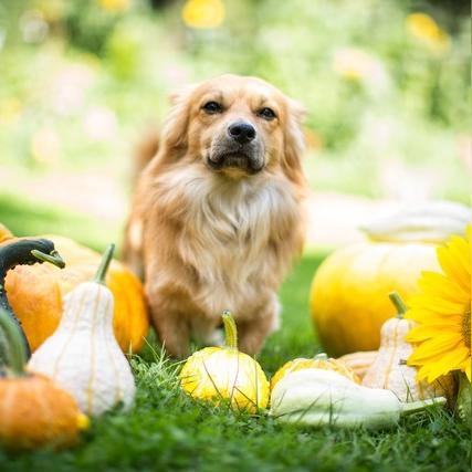 《揭秘!华夏千秋灵犬阁寻犬秘籍,独家攻略助你一网打尽》 《揭秘!华夏千秋灵犬阁寻犬秘籍,独家攻略助你一网打尽》