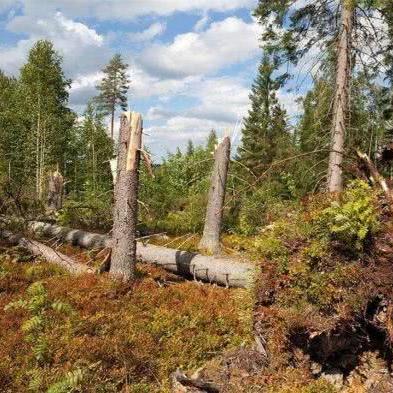 钢铁之种游戏攻略：平台玩法一览