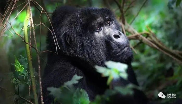 揭秘迷城陆区大猩猩：独家解锁攻略，探秘神秘猩猩世界！