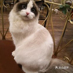 喵呜庄园猫咪必备！揭秘提升好感度的神秘礼物清单