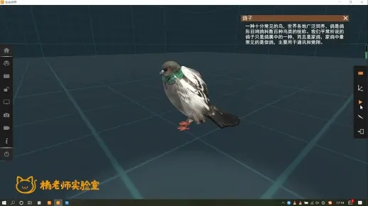 开放空间鸽技能解析