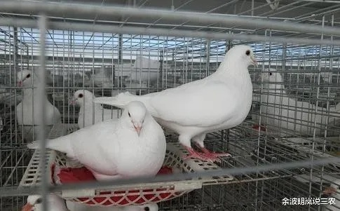 开放空间鸽技能解析