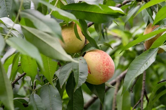 开放空间白桃种植技巧全解析 开放空间白桃种植技巧全解析