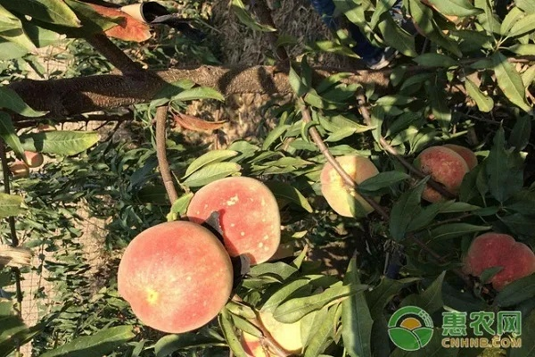 开放空间白桃种植技巧全解析 开放空间白桃种植技巧全解析