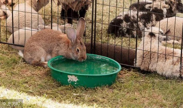 开放空间兔养成必备材料解析