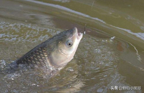 开放空间二级钓鱼钓获图鉴