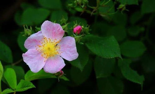 蓝鱼枪免费获取攻略:开放空间蓝鱼枪获取方法 蓝鱼枪免费获取攻略:开放空间蓝鱼枪获取方法