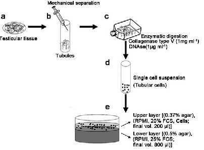 《揭秘！液态琼脂合成攻略，用途大揭秘，必看教程》