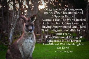 《死亡搁浅2》土澳奇遇：袋鼠竞速，生态大冒险！