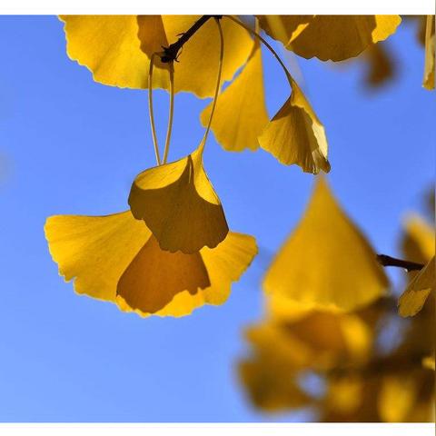 《Minecraft金胡萝卜合成攻略：快速获取方法揭秘》