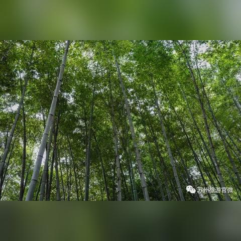 奇蛋生物主岛布局攻略:探索隐藏宝藏的秘境布局 奇蛋生物主岛布局攻略:探索隐藏宝藏的秘境布局