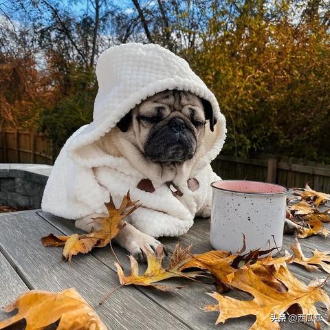 解限机好友快速添加攻略：轻松拓展游戏社交圈