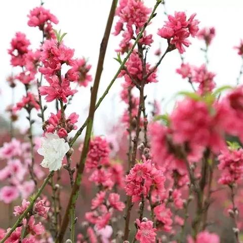 银与绯150抽自选箱强力角色推荐：必抽角色大揭秘