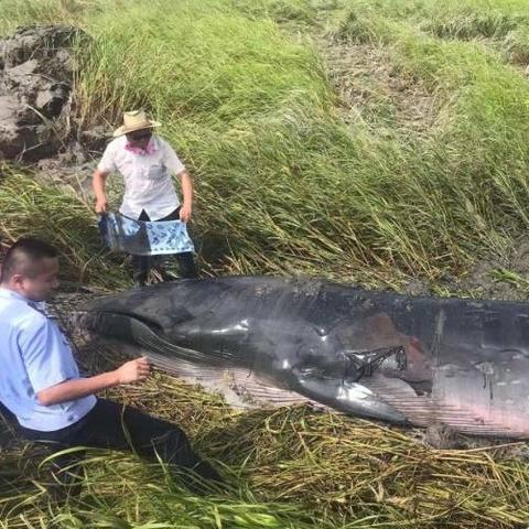 《死亡搁浅2》极限挑战：玩家弃便利升级，徒步求生大揭秘！