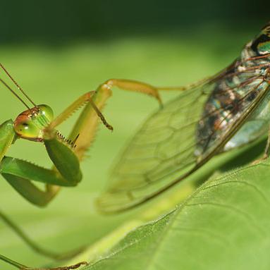 《FF14水晶世界炽热火丛攻略:高效打法揭秘》 《FF14水晶世界炽热火丛攻略:高效打法揭秘》