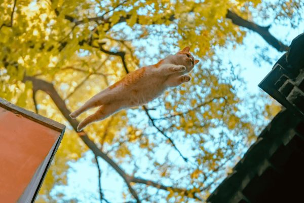 剑星寒城猫咪拍照圣地大揭秘！🐾全点位攻略一览
