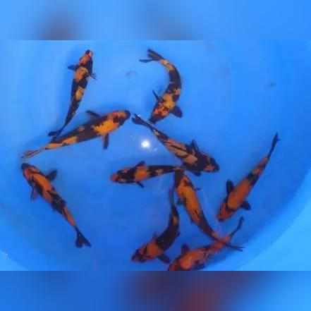 《银与绯14-4通关攻略：轻松解锁隐藏剧情》