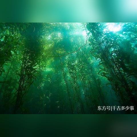 《晴空之下公测兑换码大放送!最新开服码速抢》 《晴空之下公测兑换码大放送!最新开服码速抢》