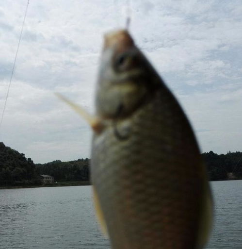 剑星超大型鱼钓法揭秘:高效钓鱼技巧大公开 剑星超大型鱼钓法揭秘:高效钓鱼技巧大公开