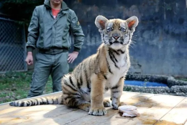 米姆米姆哈老虎孵化技巧大揭秘！