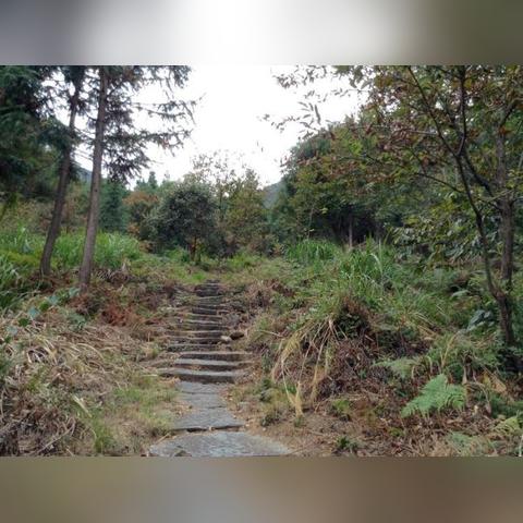 绝区零左轮布：培养攻略解析，提升实力必备！