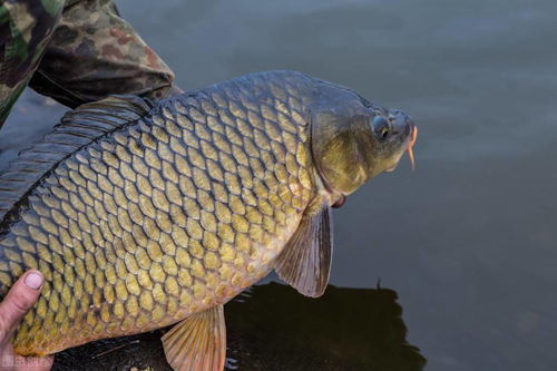 剑星限定稀有鱼盘点：独家种类大揭秘