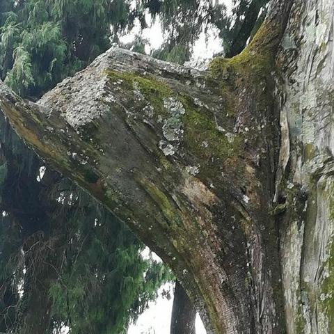 《揭秘明末渊虚之羽：古木简的神秘用途》