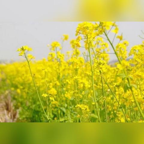 《明末渊虚之羽:杜鹃鸟高效击杀攻略》 《明末渊虚之羽:杜鹃鸟高效击杀攻略》