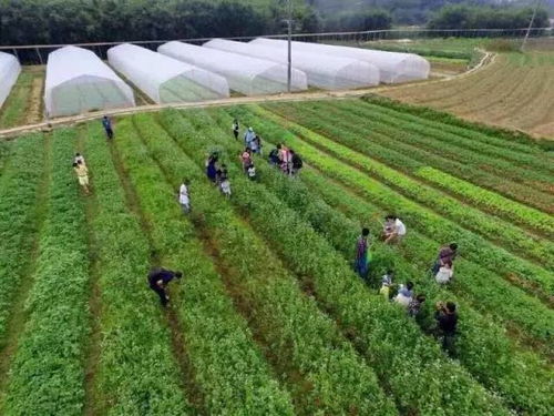 《泡泡先锋农田攻略:高效开垦技巧揭秘》 《泡泡先锋农田攻略:高效开垦技巧揭秘》