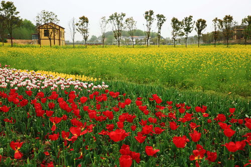 桃源乡新花种配方揭秘!独家种植攻略大公开 桃源乡新花种配方揭秘!独家种植攻略大公开