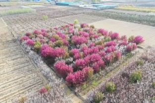 桃源乡新花种配方揭秘!独家种植攻略大公开 桃源乡新花种配方揭秘!独家种植攻略大公开