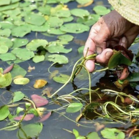 《浮生忆玲珑钓鱼攻略:高效捕鱼技巧揭秘》 《浮生忆玲珑钓鱼攻略:高效捕鱼技巧揭秘》