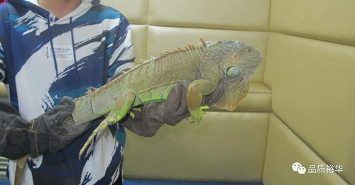 方寸对决沙蜥事件触发揭秘！