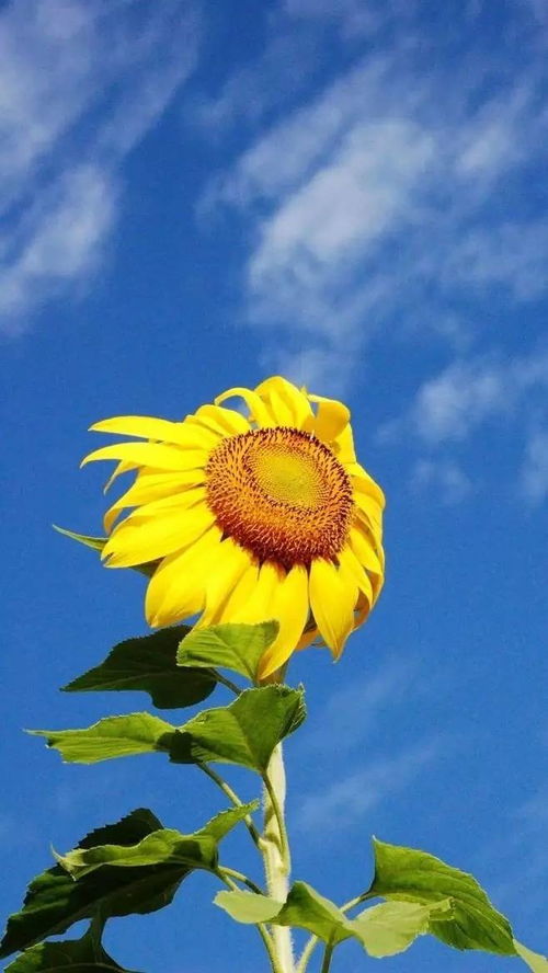 《光遇友向日葵分布全揭秘！寻找阳光的秘境》