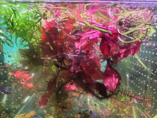 《花影醉流年，水族箱狂欢开启！》