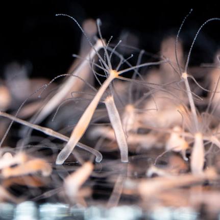 《九头蛇召唤攻略：暗黑破坏神不朽独家技巧》