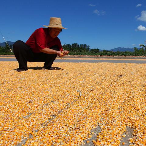 疫病爆发模拟游戏盘点:热门排行,哪款最受欢迎? 疫病爆发模拟游戏盘点:热门排行,哪款最受欢迎?