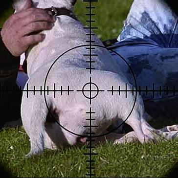 射击游戏盘点:十大经典射击游戏推荐,重温射击巅峰时刻 射击游戏盘点:十大经典射击游戏推荐,重温射击巅峰时刻