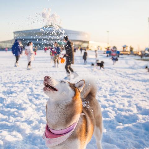 《奇缘之旅抽卡攻略：高效抽卡秘籍大揭秘》