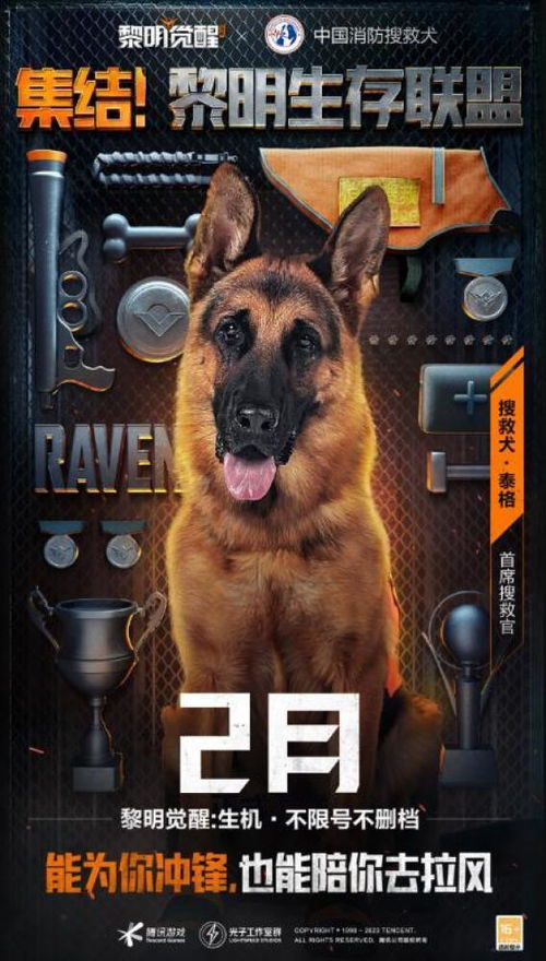 《黎明觉醒：如何挑选心仪的狗狗伴侣？》