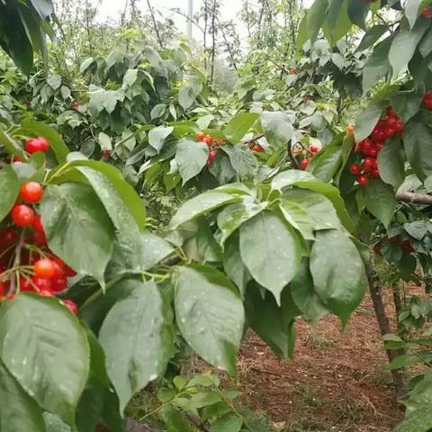 《盘点美食游戏：十大热门美食游戏推荐》
《美食游戏集结号：热门美食游戏排行榜》
《一网打尽！热门美食游戏大盘点》
《美食游戏控必看：热门美食游戏推荐榜》
《畅游美食世界：热门美食游戏精选》