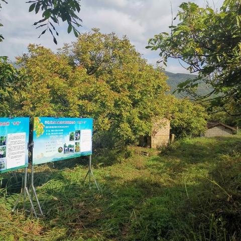 解忧小村落招募券获取攻略：独家秘籍大公开