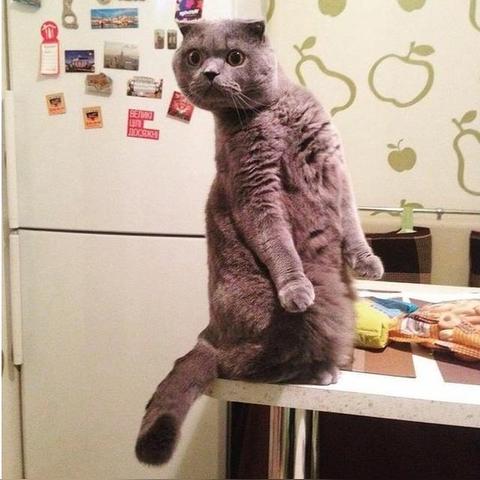 猫咪游戏盘点:十大经典猫游戏排行,不容错过的猫界佳作 猫咪游戏盘点:十大经典猫游戏排行,不容错过的猫界佳作