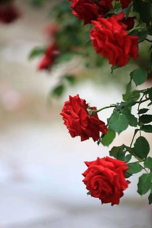 《纯白和弦01版抽卡成本揭秘：揭秘真实成本》