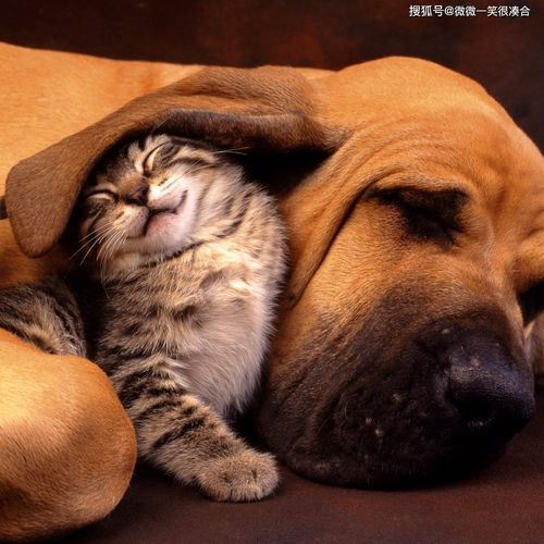 《猫变狗攻略：遇见你的猫狗通关秘籍》